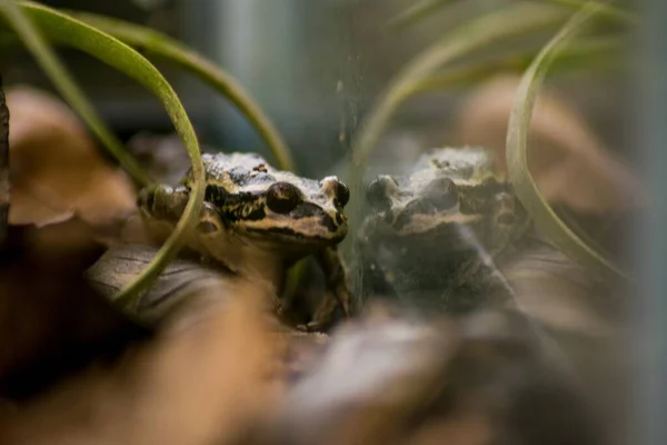 Closeup Shot Frog Sitting Plant Leaf — Stock Photo, Image