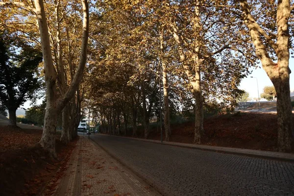 Een Landschap Opname Van Een Park Tijdens Een Prachtige Herfst — Stockfoto