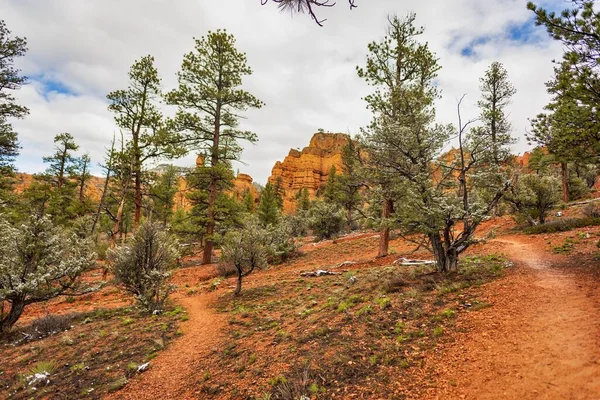 Una Hermosa Vista Diurna Del Cañón Rojo Bosque Nacional Dixie —  Fotos de Stock