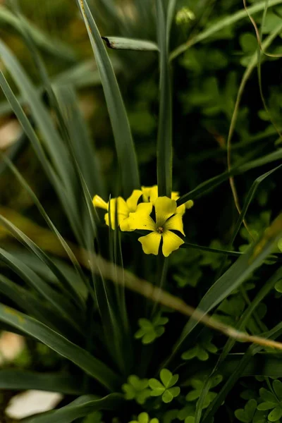 Primer Plano Vertical Hermosas Flores Silvestres Amarillas — Foto de Stock