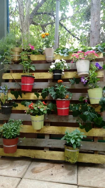 A variety of plants in buckets attached to the wooden pieces on the wall