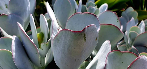 Tiro Close Uma Planta Suculenta Branca Carnuda Jardim — Fotografia de Stock