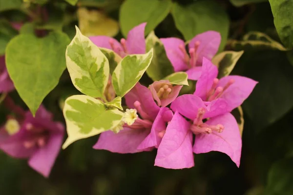 Nahaufnahme Einer Rosa Bougainvillea Sonnenlicht — Stockfoto