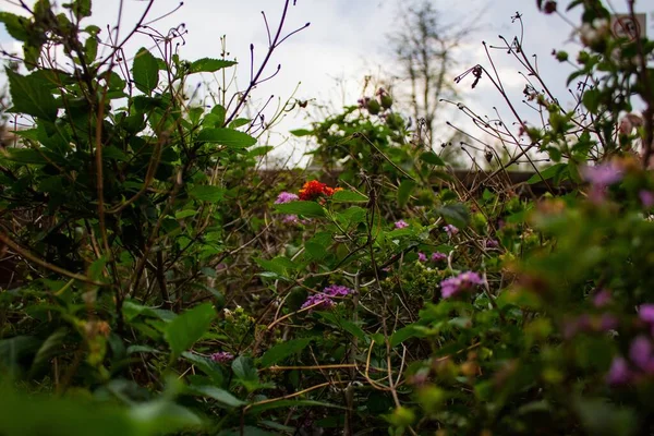 花园里五彩斑斓的兰塔纳 卡马拉花 — 图库照片