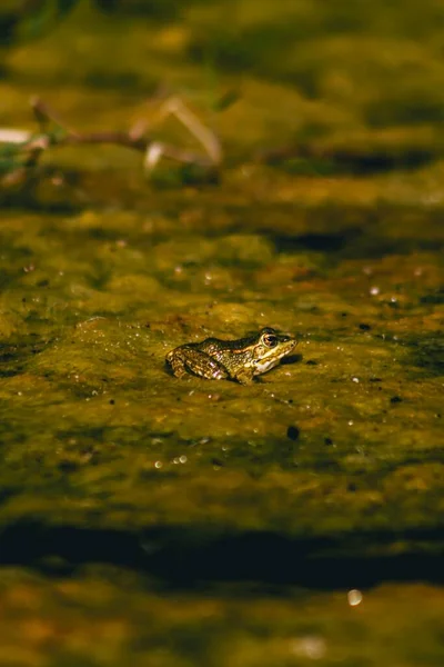 一只青蛙站在青翠的表面上的一张垂直的照片 — 图库照片