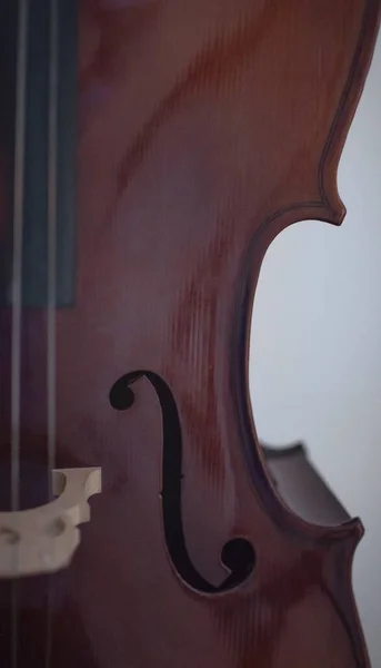 大提琴的纵断面和F孔 有白色背景 — 图库照片
