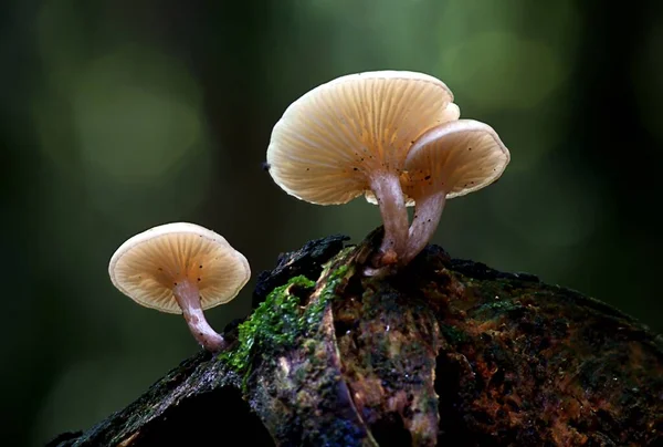 Eine Nahaufnahme Von Wachsenden Pilzen Wald Tag — Stockfoto