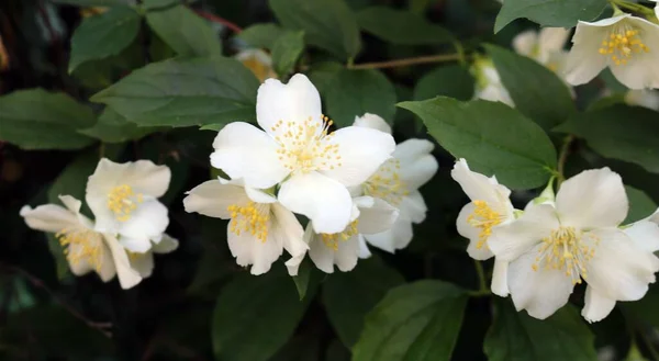 日光の下の木の上のアプリコットの花の写真 — ストック写真