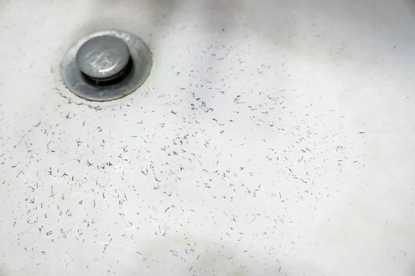 Primer Plano Tapón Fregadero Blanco Cubierto Pelo Negro Corto — Foto de Stock