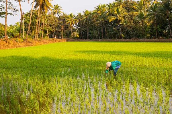 Egy Farmer Dolgozik Egy Gabonaföldön Indiában Egy Napsütéses Napon — Stock Fotó