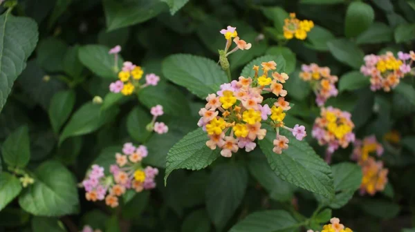 Focus Selettivo Fiori Lantana Rosa Gialli — Foto Stock