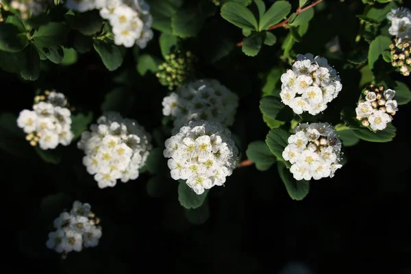 Вигадка Armeria Maritima Полі Під Світлом Розмитим Фоном — стокове фото