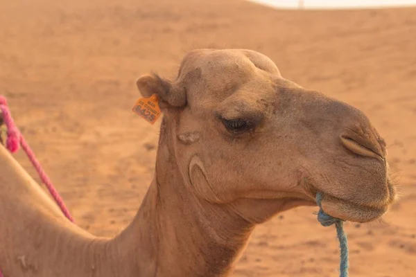 Selektiv Fokusbild Den Arabiska Kamelen Vilande Sanddyner — Stockfoto