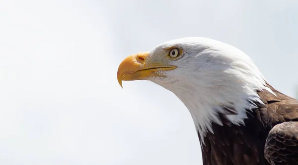 Ein Großer Weißkopfseeadler Mit Transparenten Augen — Stockfoto