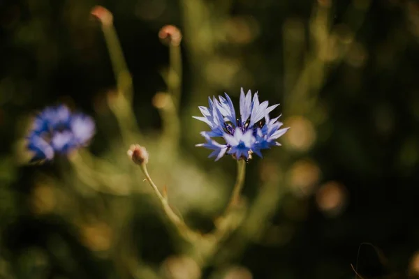 Tiro Seletivo Foco Centaurea Azul Bonito Vegetação — Fotografia de Stock