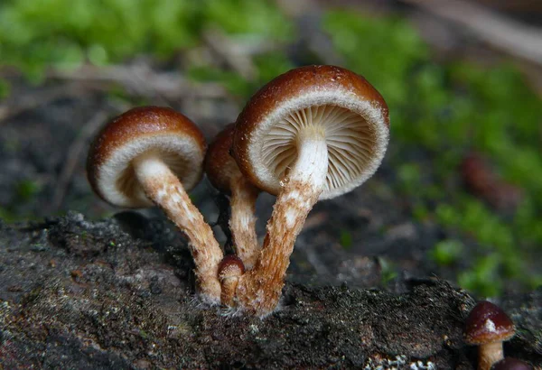 숲에서 자라고 일단의 벽돌로 버섯의 — 스톡 사진