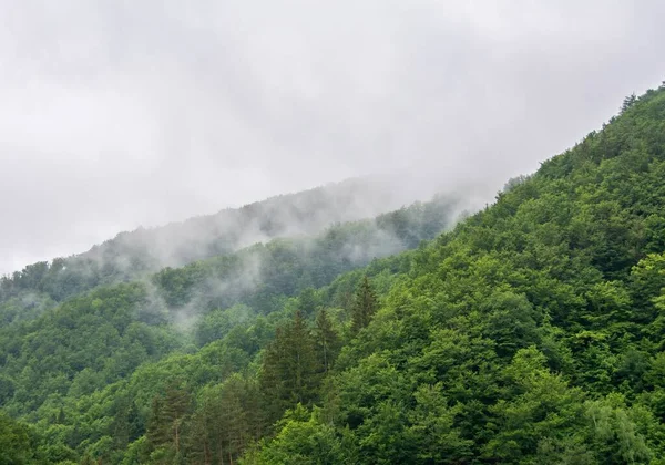 山景中茂密的森林的惊人的照片 — 图库照片