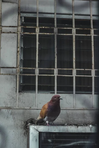 Plan Vertical Pigeon Brun Debout Sur Acier Avec Une Fenêtre — Photo