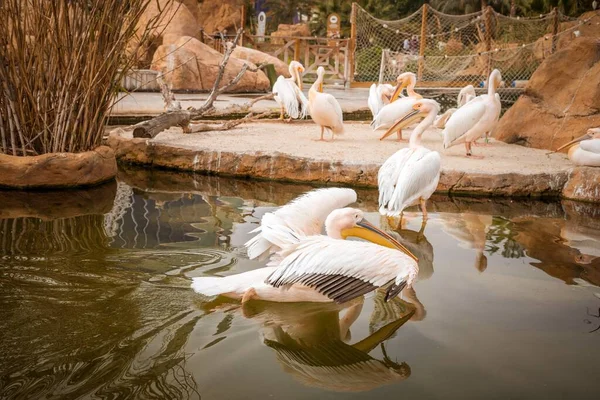 Захоплюючий Постріл Пеліканів Зоопарку Біля Води — стокове фото