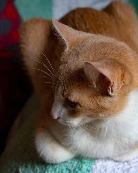 Gato Doméstico Bonito Cabelos Curtos Com Olhos Castanhos — Fotografia de Stock