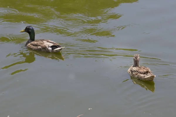 Zwei Enten Schwimmen Auf Dem Wasser Des Teiches — Stockfoto