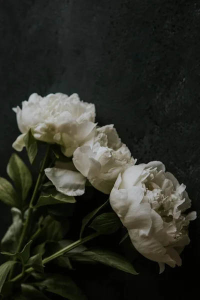 Svislý Pohled Shora Bílé Růže Izolované Černém Pozadí — Stock fotografie