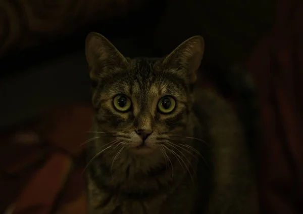 Gato Cinza Bonito Com Olhos Verdes Olhando Para Câmera — Fotografia de Stock