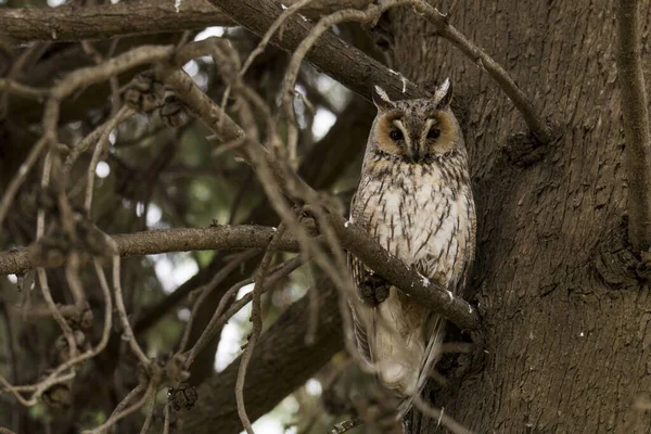 Tiro Perto Uma Coruja Olhando Para Lente Câmera Enquanto Estava — Fotografia de Stock