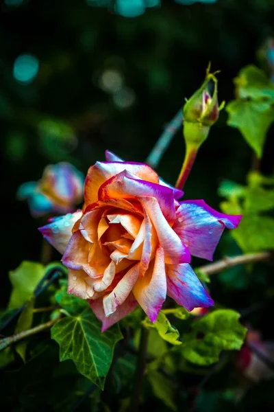 Une Mise Point Sélective Des Belles Roses Floribunda Dans Jardin — Photo