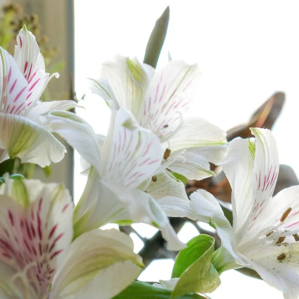 Gros Plan Fleurs Blanches Alstroemeria Sur Fond Lumineux — Photo