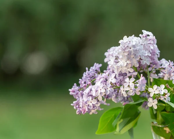 Selective Focus Shot Bouquet Lilac Flowers — Stock Photo, Image