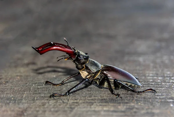 在木制表面拍摄的红黑相间的金丝雀甲虫特写 — 图库照片