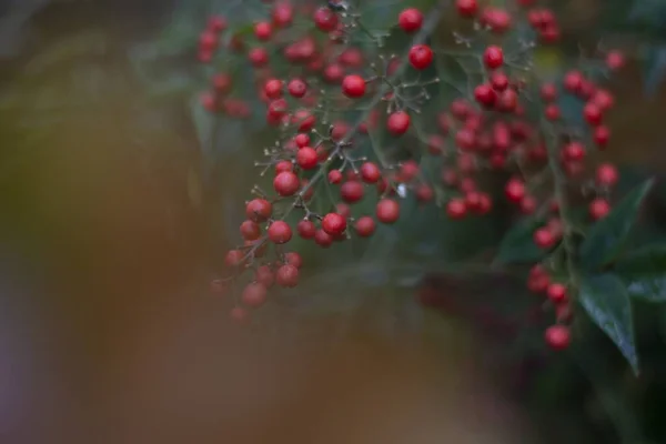 Closeup Shot Small Red Berries Growing — Stock Photo, Image