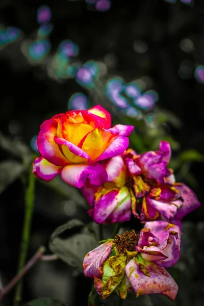 Selective Focus Shot Beautiful Floribunda Roses Garden — Stock Photo, Image