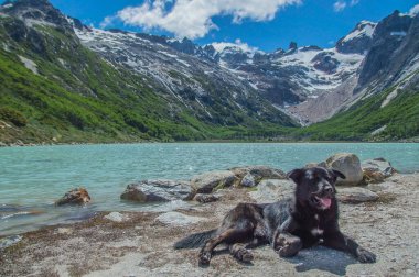 A closeup shot of a black labrador in Laguna Esmeralda lake inTierra del Fuego Province, Argentina clipart