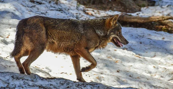 Een Iberische Wolf Besneeuwde Bossen Van Een Lacuniacha Piedrafita Wildlife — Stockfoto