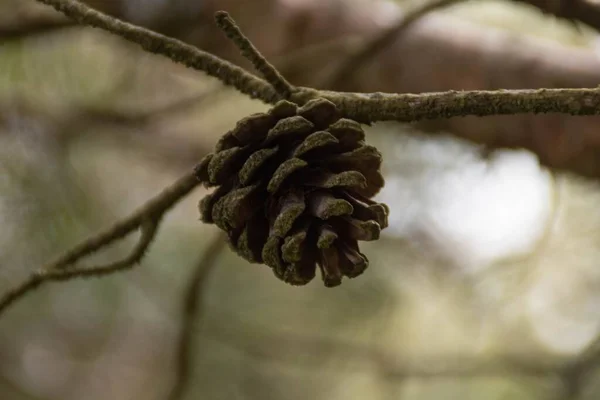 Gros Plan Petit Cône Pin Sur Une Branche Bois — Photo