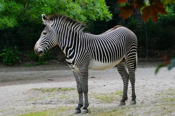 公園に立っているゼブラの浅い焦点のショット — ストック写真