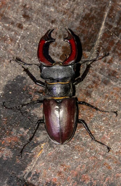 Hög Vinkel Vertikal Närbild Skott Lucanus Cervus Skalbagge Golvet — Stockfoto