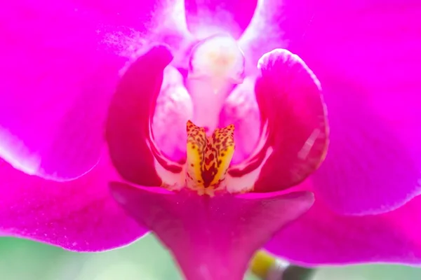 Tiro Macro Uma Flor Bonita Orchid Phalaenopsis Jardim — Fotografia de Stock