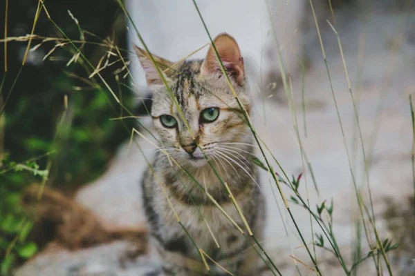 Närbild Katt Bakom Grönt Gräs — Stockfoto