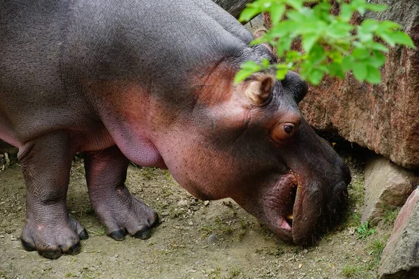 Gros Plan Jeune Hippopotame Sentant Terre Battue — Photo