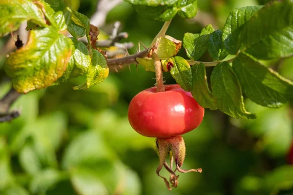 Uma Romã Vermelha Minúscula Cultivada Galho Árvore Perfeito Para Fundo — Fotografia de Stock