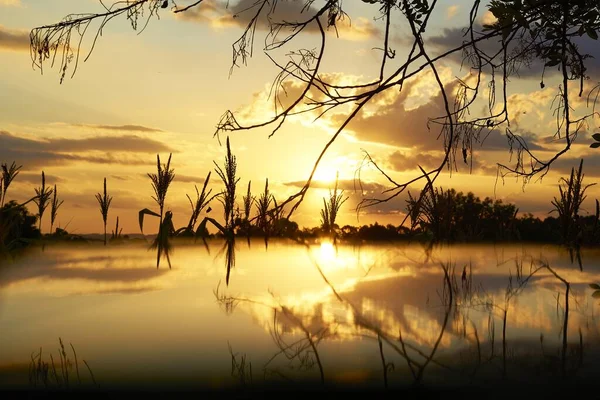 湖中倒映着树枝的轮廓和金色的落日的天空 — 图库照片