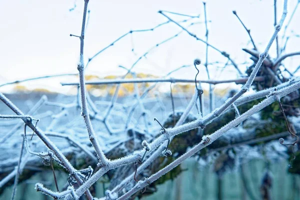 一张被霜冻覆盖的树枝的特写照片 — 图库照片