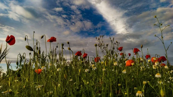 Uma Visão Horizontal Papoulas Vermelhas Margaridas Brancas Sob Nuvens Inchadas — Fotografia de Stock