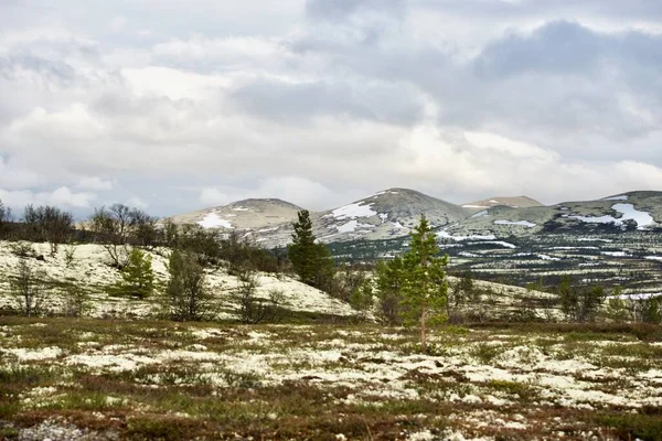 Die Landschaft Mit Den Hügeln Und Bäumen Norwegen Sommer — Stockfoto
