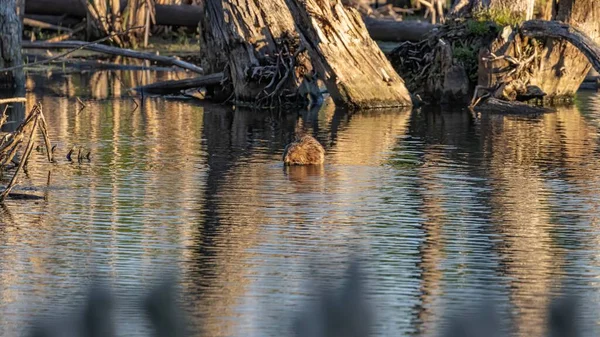 森林池塘里一只鸭子的特写镜头 — 图库照片