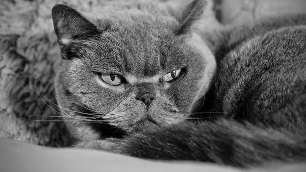 ベッドの上に横たわる英国の青い猫の水平グレースケールのショット 集中的な表現 — ストック写真