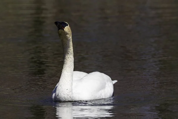 Beautiful View Swan Hanging Out Ontario Brockville Area Blurry Background — Stock Photo, Image